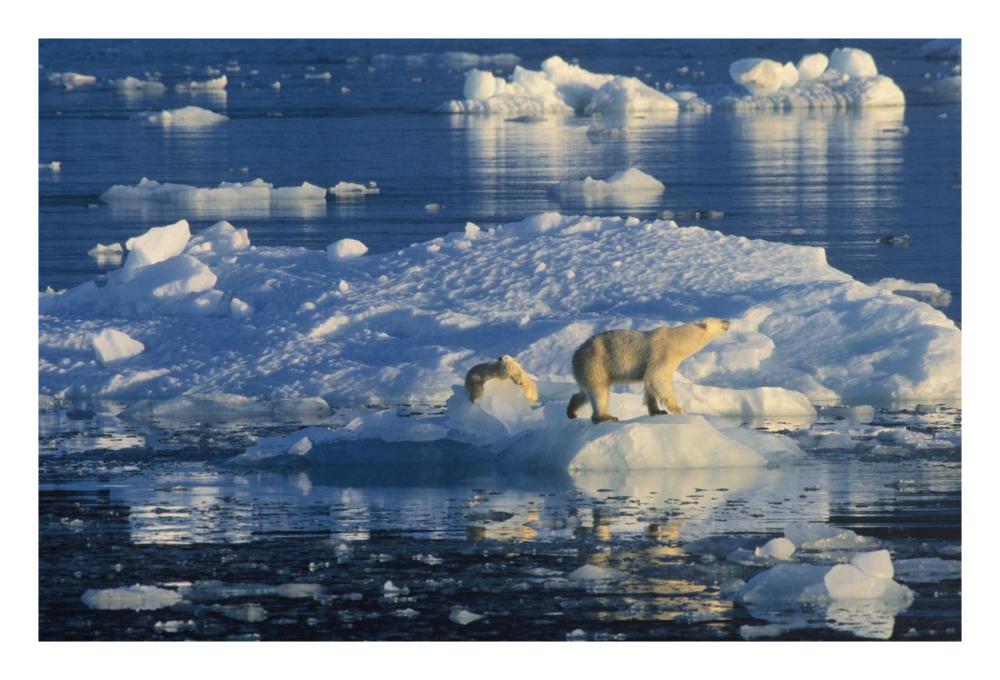 Polar Bear adult and cub on ice, Spitsbergen-Paper Art-26"x18"
