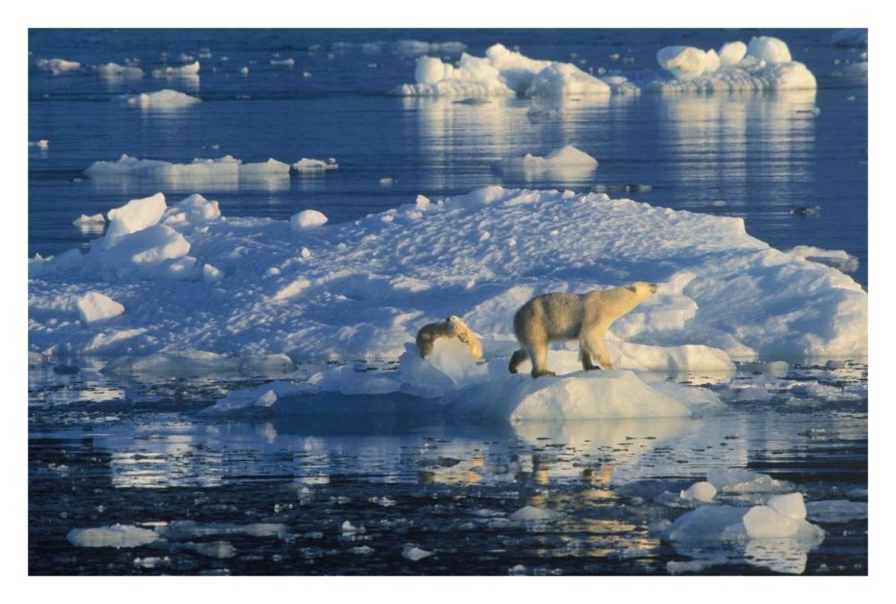 Polar Bear adult and cub on ice, Spitsbergen-Paper Art-32"x22"