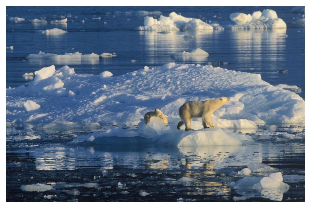 Polar Bear adult and cub on ice, Spitsbergen-Paper Art-50"x34"