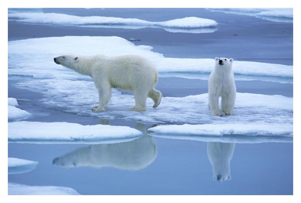 Polar Bear pair on ice with reflection, Spitsbergen-Paper Art-20"x14"