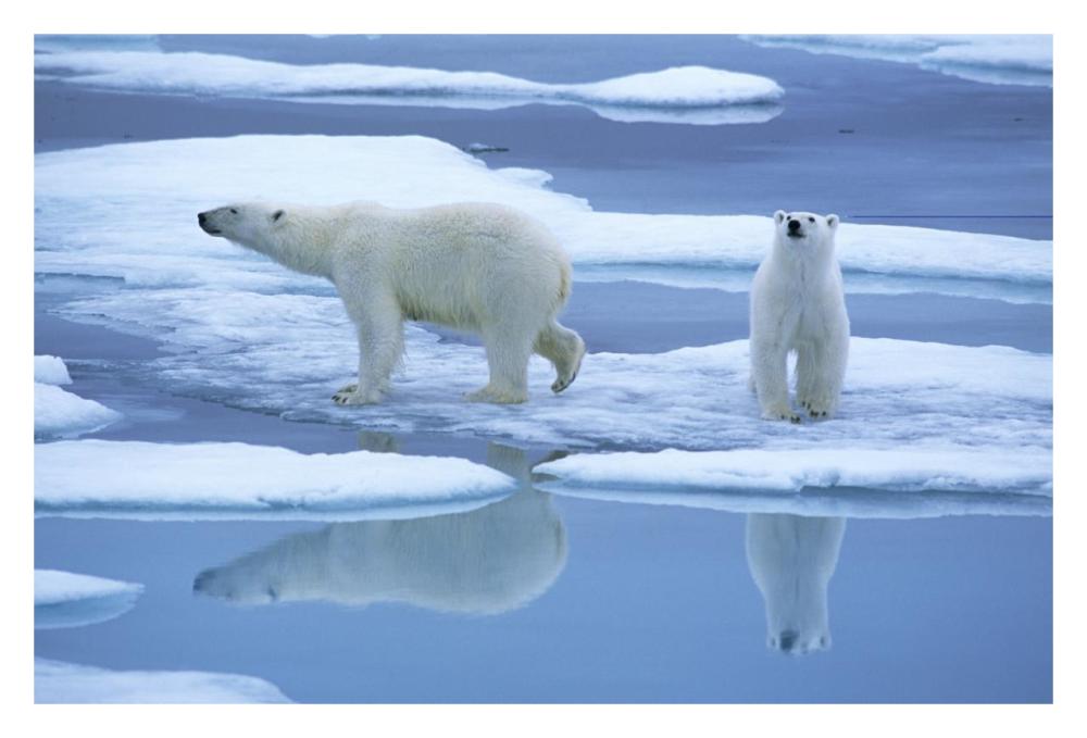 Polar Bear pair on ice with reflection, Spitsbergen-Paper Art-32"x22"