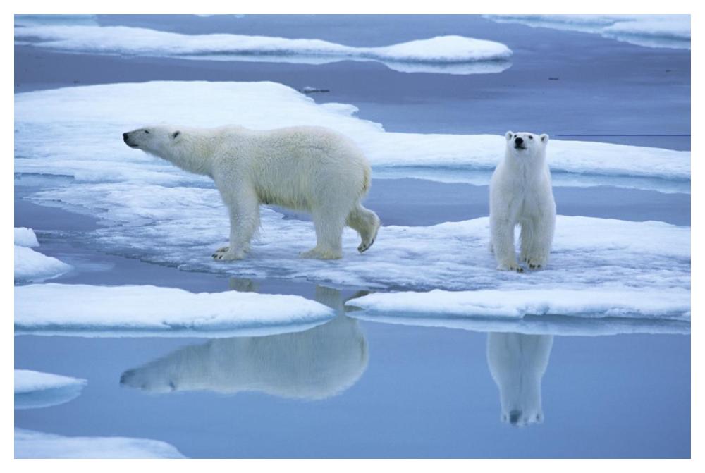 Polar Bear pair on ice with reflection, Spitsbergen-Paper Art-50"x34"