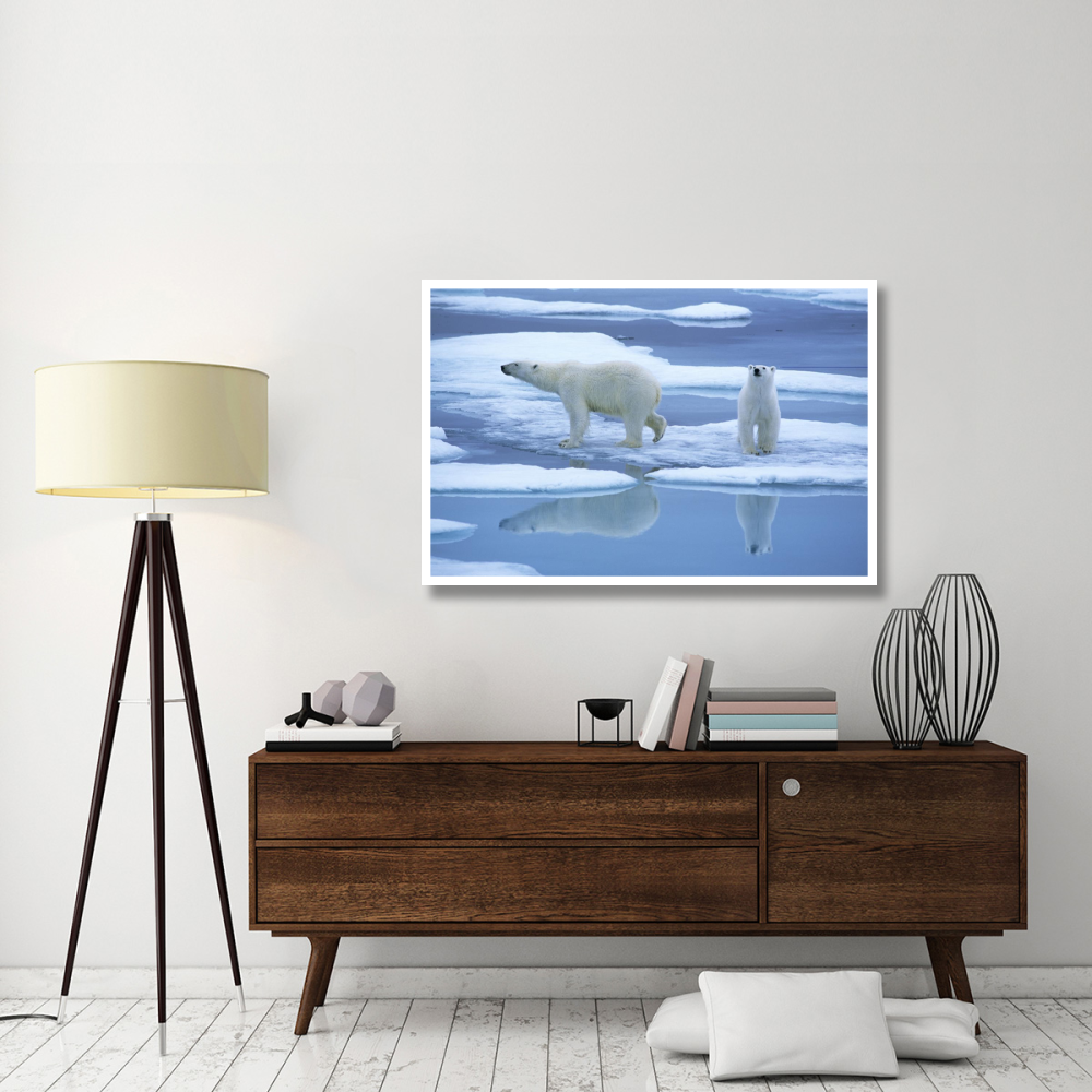 Polar Bear pair on ice with reflection, Spitsbergen-Paper Art-50&quotx34"