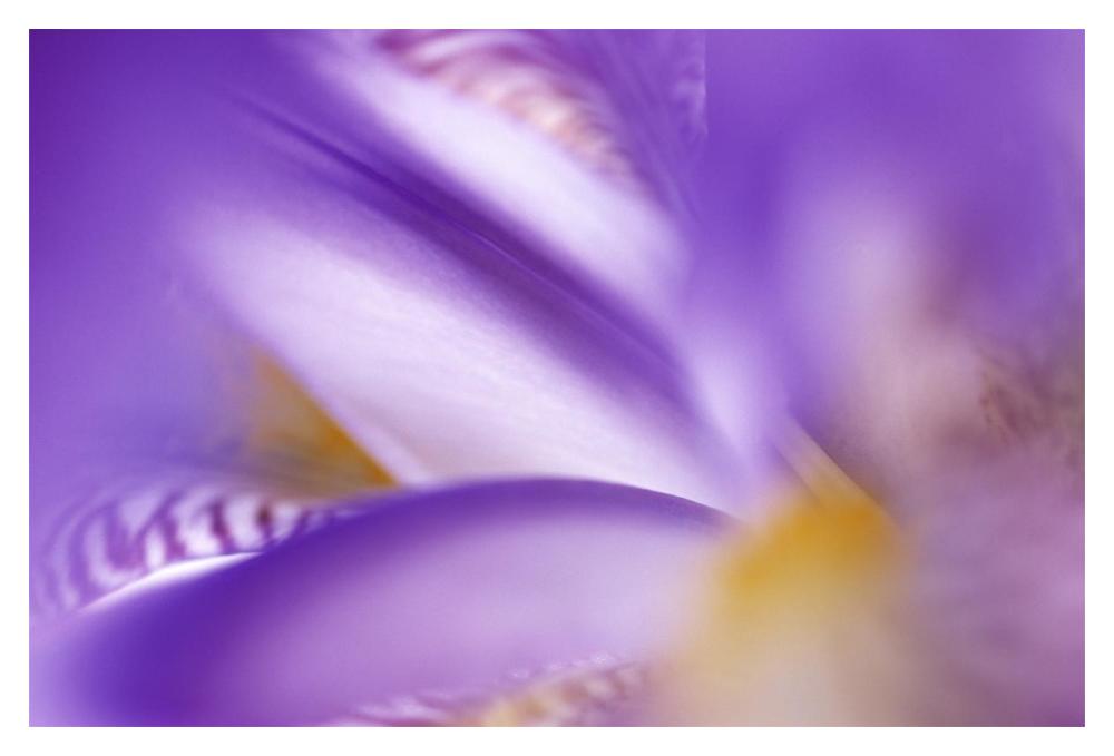 Iris abstract close up-Paper Art-20"x14"