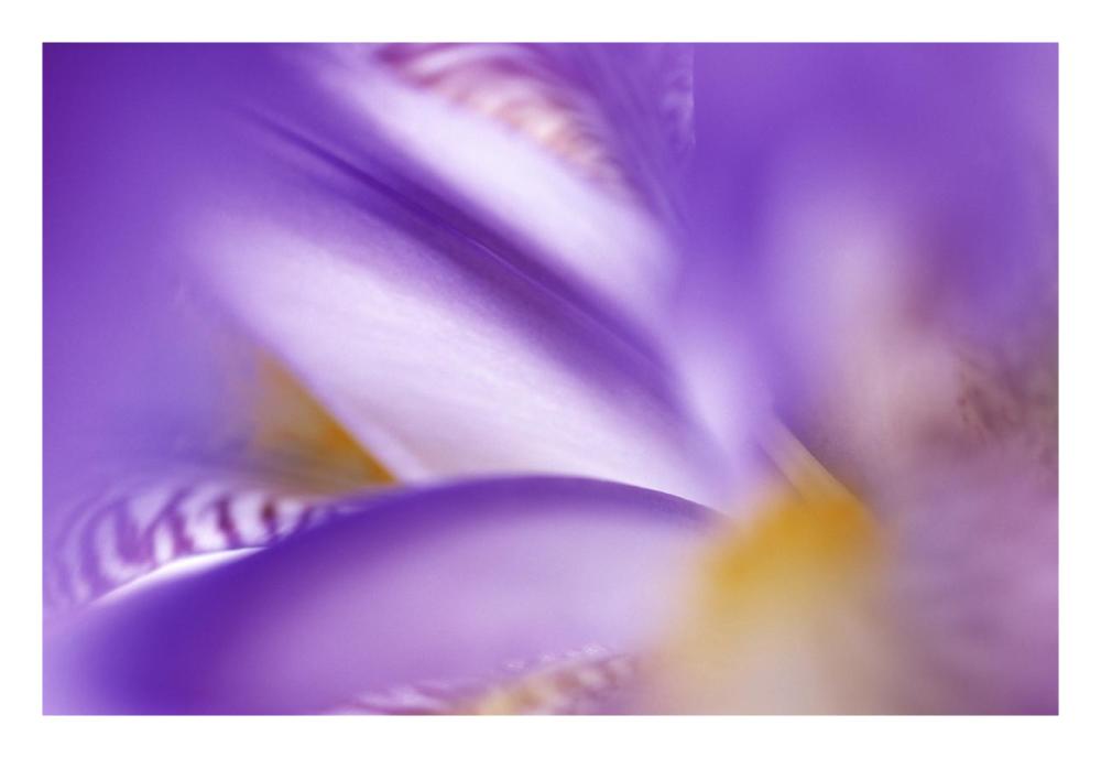 Iris abstract close up-Paper Art-26"x18"