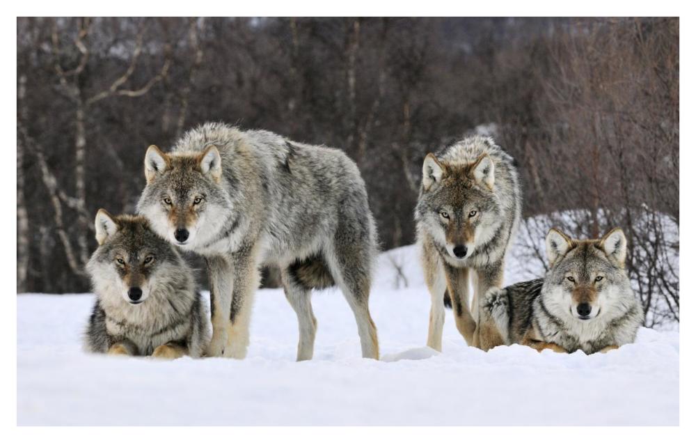 Gray Wolf group, Norway-Paper Art-42"x26.8"
