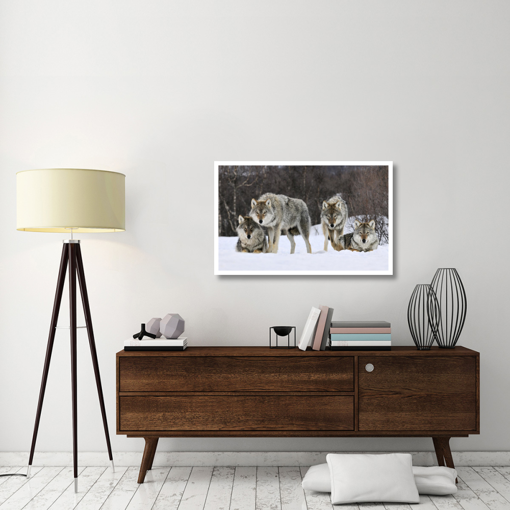 Gray Wolf group, Norway-Paper Art-42&quotx26.8"