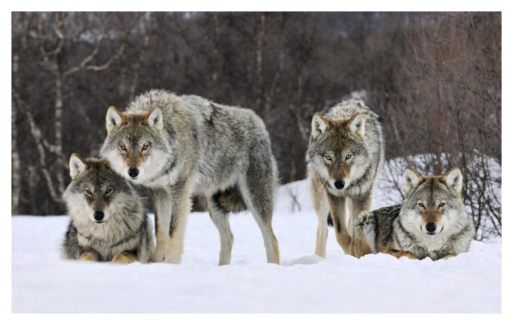 Gray Wolf group, Norway-Paper Art-46"x29.28"