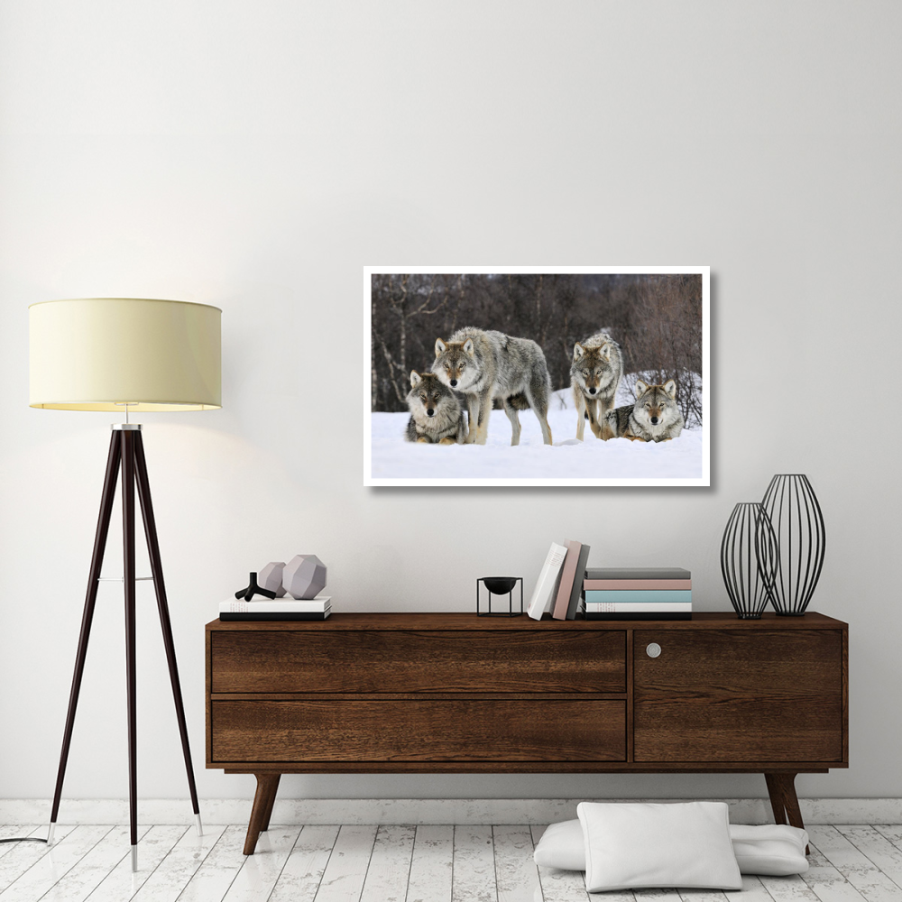 Gray Wolf group, Norway-Paper Art-46&quotx29.28"