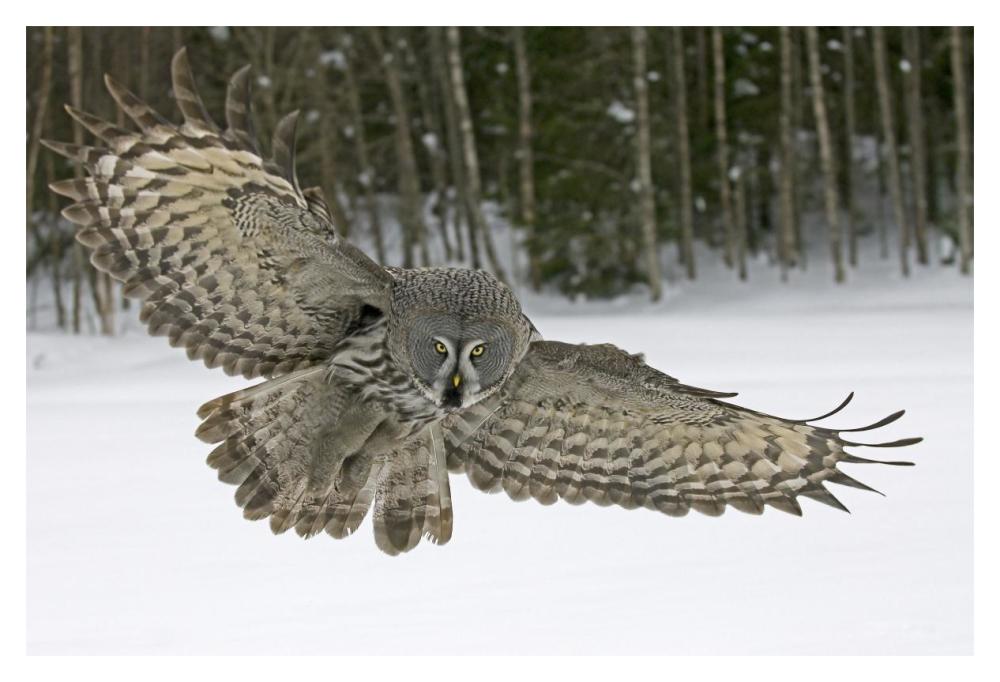 Great Grey Owl, Finland-Paper Art-20"x14"