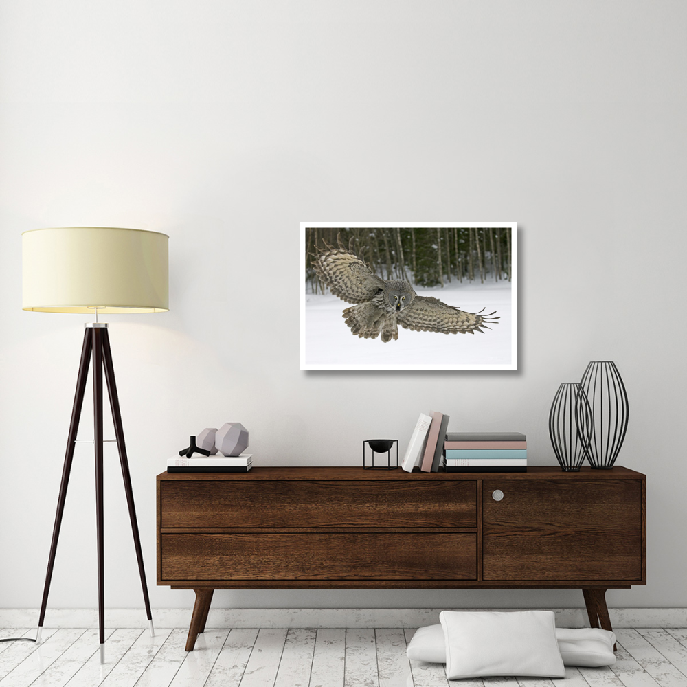 Great Grey Owl, Finland-Paper Art-38&quotx26"