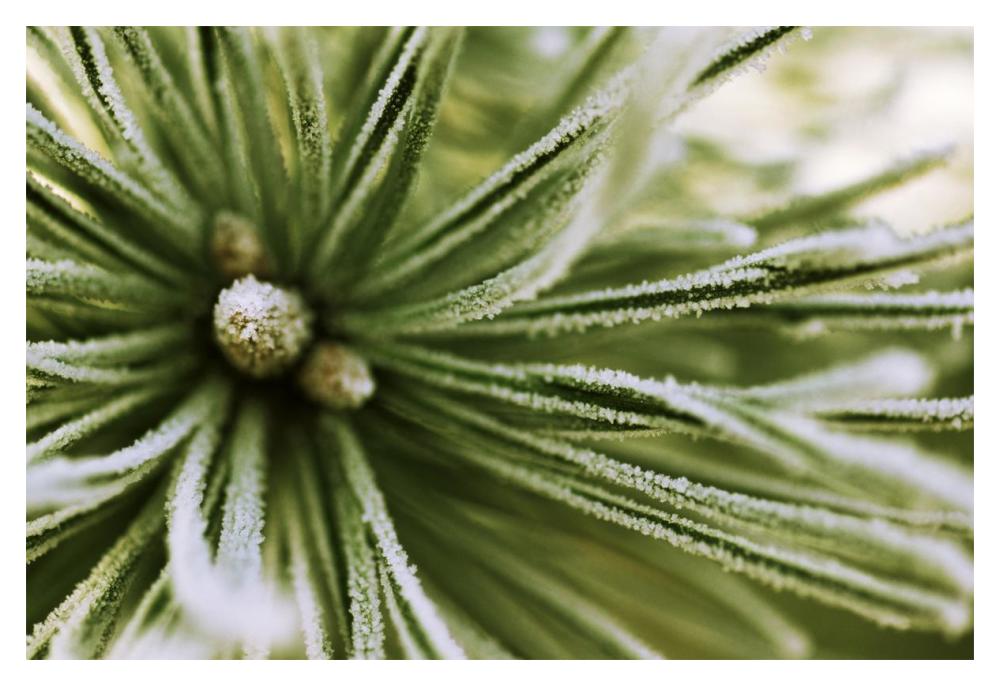 Scotch Pine close up, Europe-Paper Art-20"x14"
