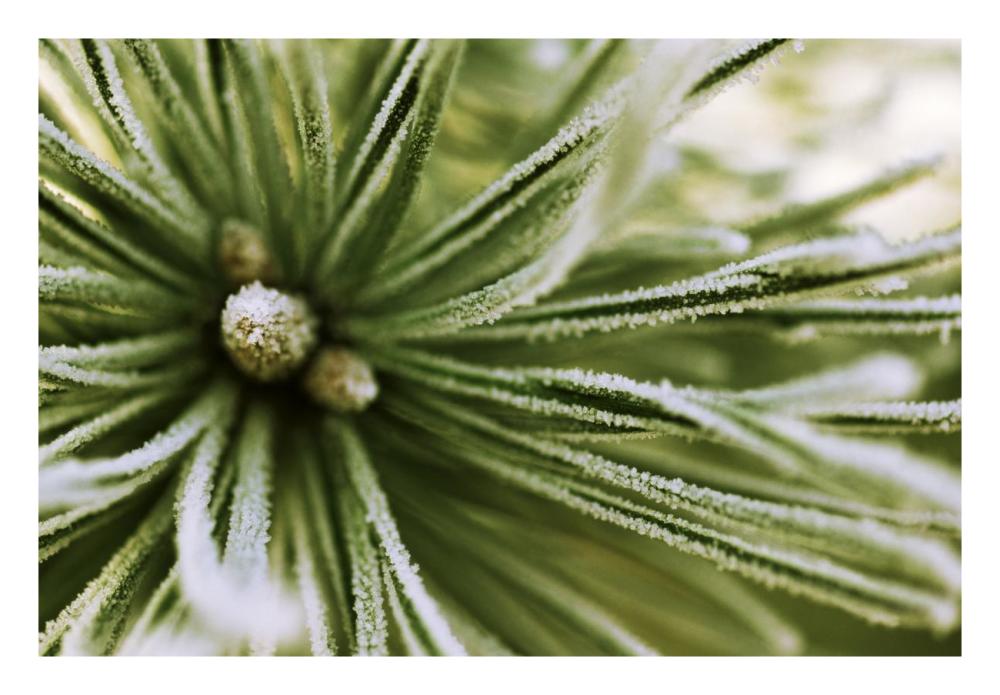 Scotch Pine close up, Europe-Paper Art-26"x18"