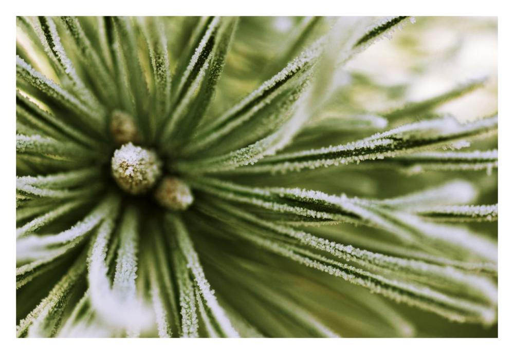 Scotch Pine close up, Europe-Paper Art-32"x22"