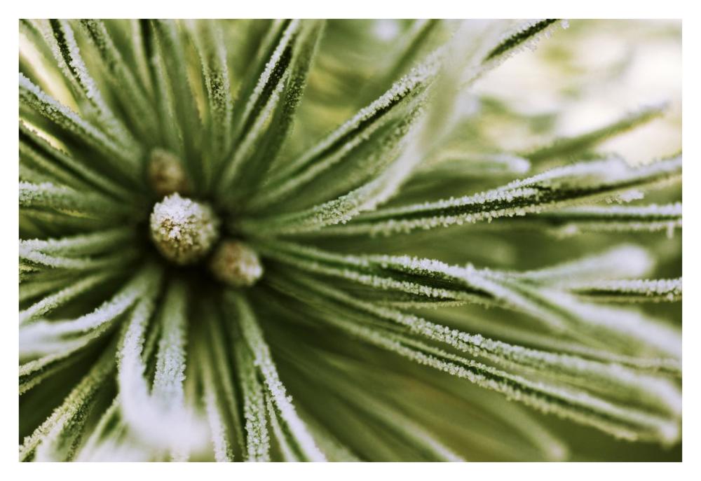 Scotch Pine close up, Europe-Paper Art-38"x26"