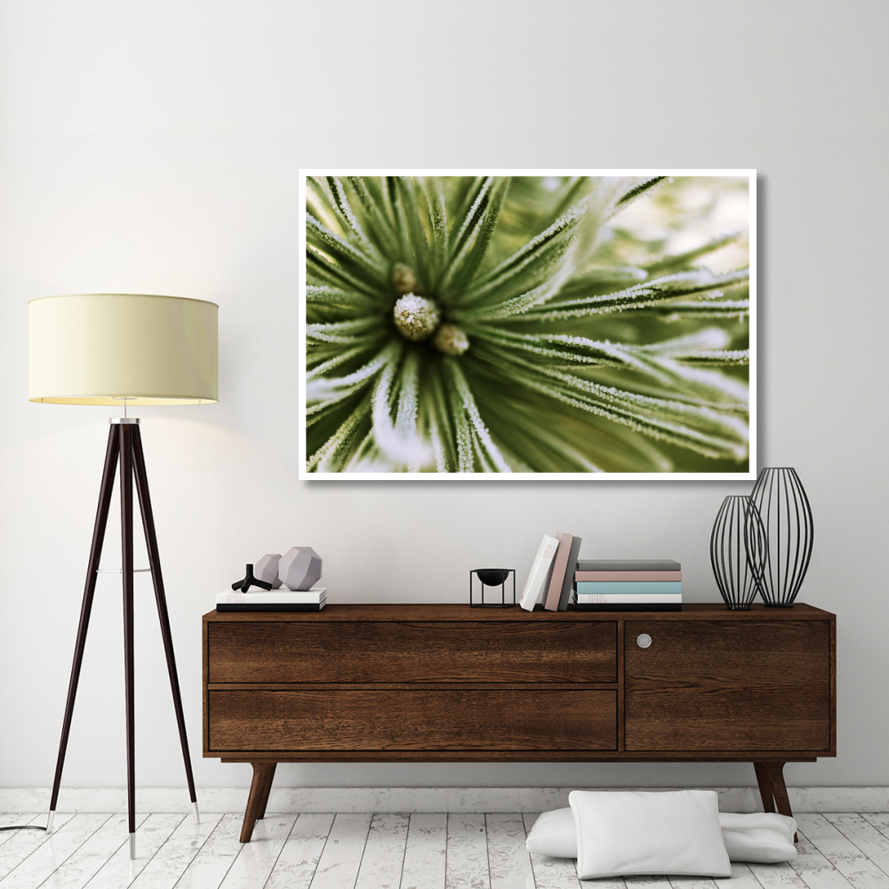 Scotch Pine close up, Europe-Paper Art-62&quotx42"