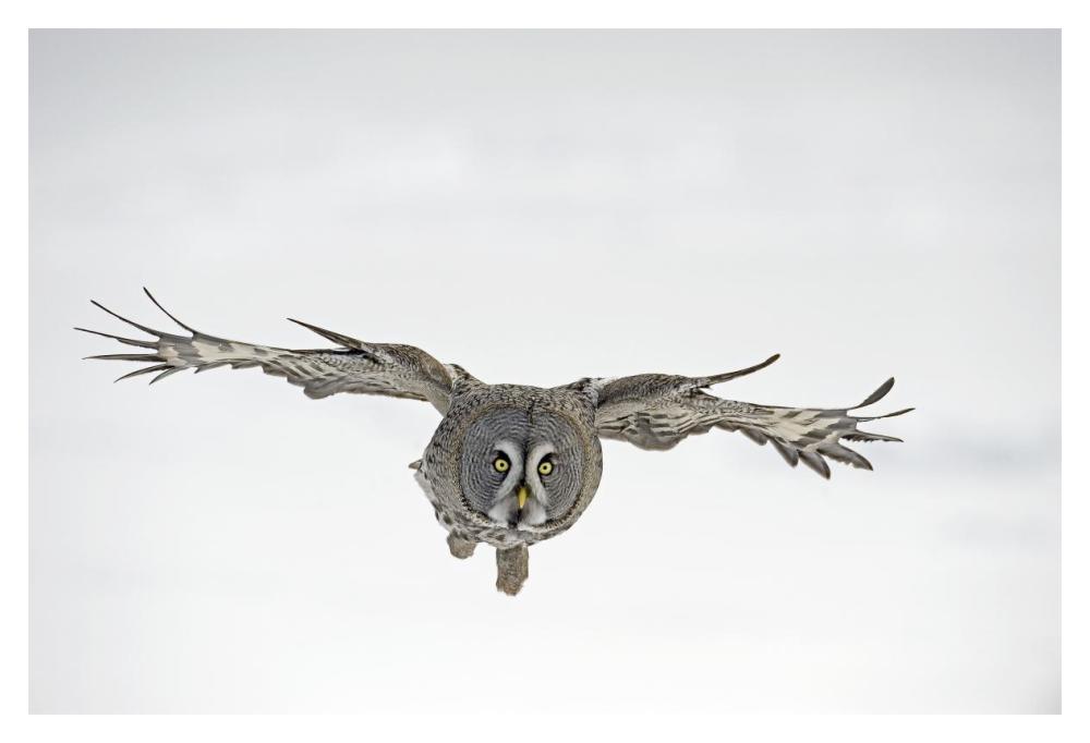 Great Grey Owl flying, Finland-Paper Art-20"x14"