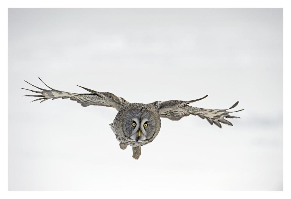 Great Grey Owl flying, Finland-Paper Art-38"x26"