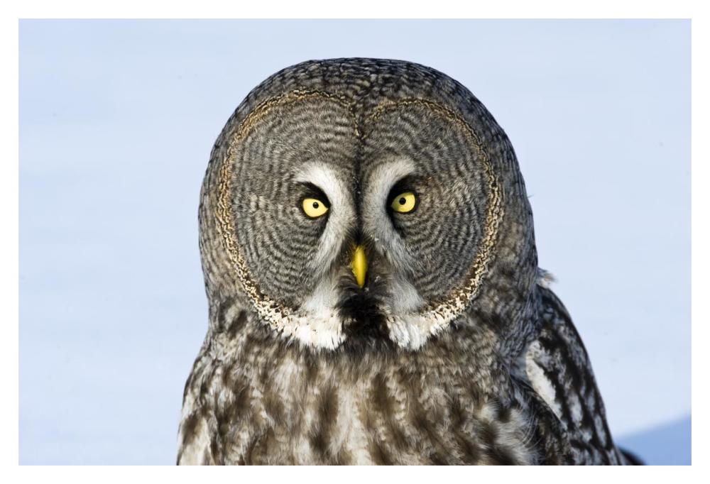 Great Grey Owl flying, Finland-Paper Art-20"x14"