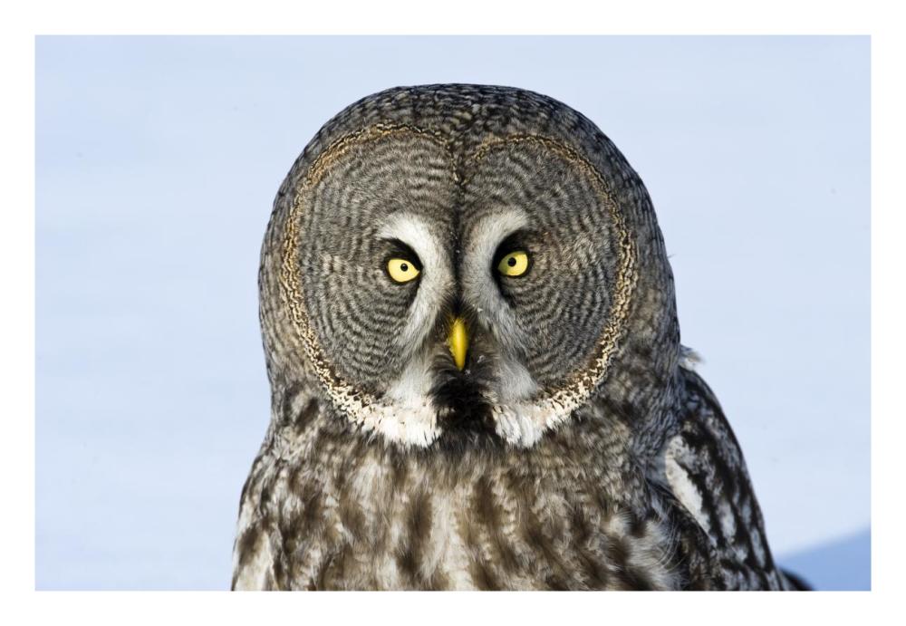 Great Grey Owl flying, Finland-Paper Art-26"x18"