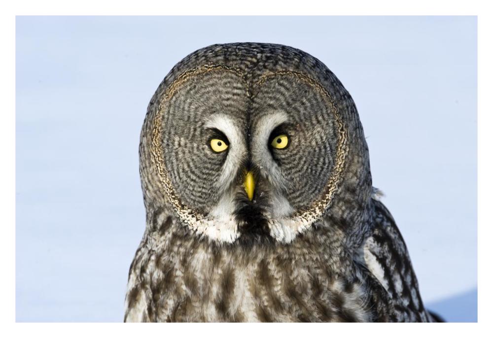 Great Grey Owl flying, Finland-Paper Art-32"x22"