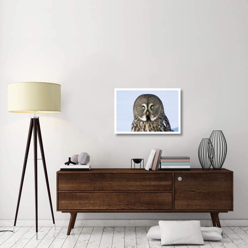 Great Grey Owl flying, Finland-Paper Art-32&quotx22"