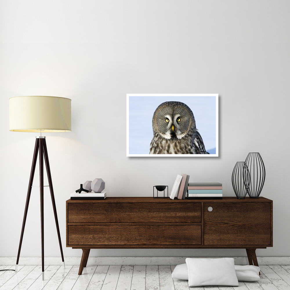 Great Grey Owl flying, Finland-Paper Art-38&quotx26"