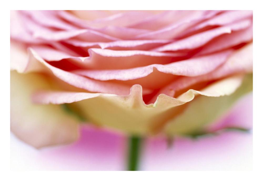 Close up of rose showing petal detail-Paper Art-26"x18"