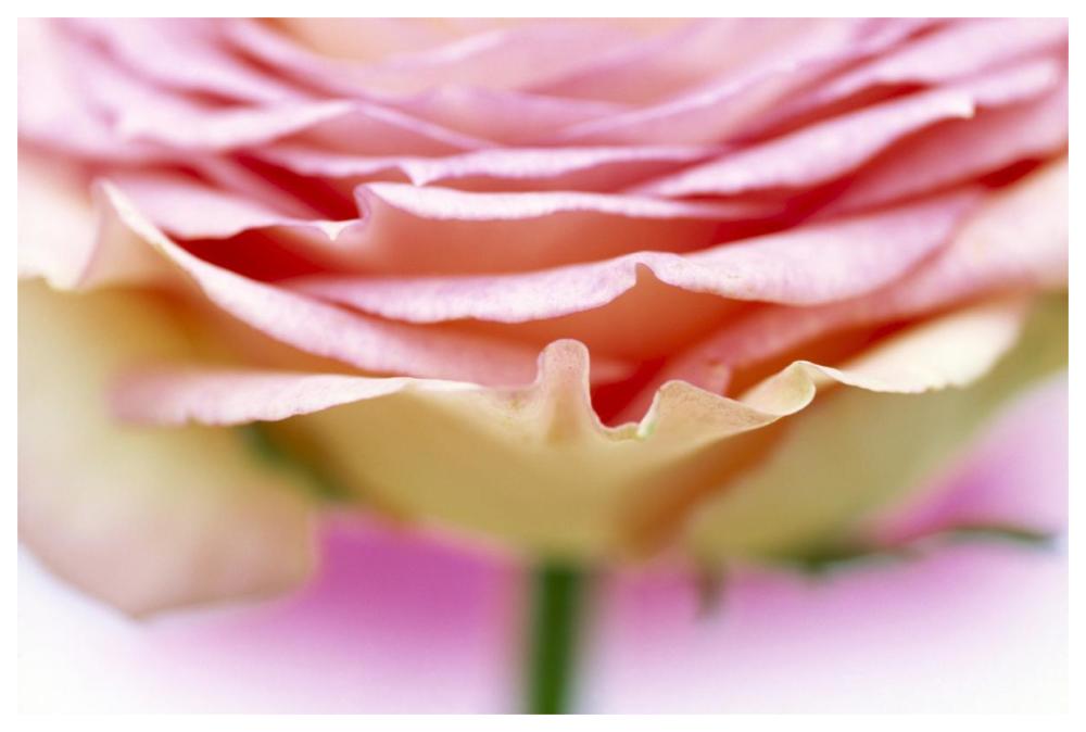Close up of rose showing petal detail-Paper Art-62"x42"