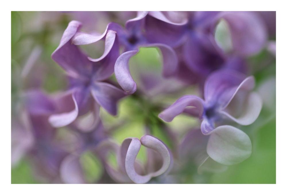 Lilac flower, close up of purple petals-Paper Art-26"x18"