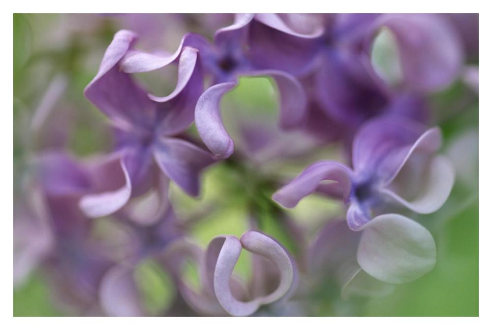 Lilac flower, close up of purple petals-Paper Art-38"x26"