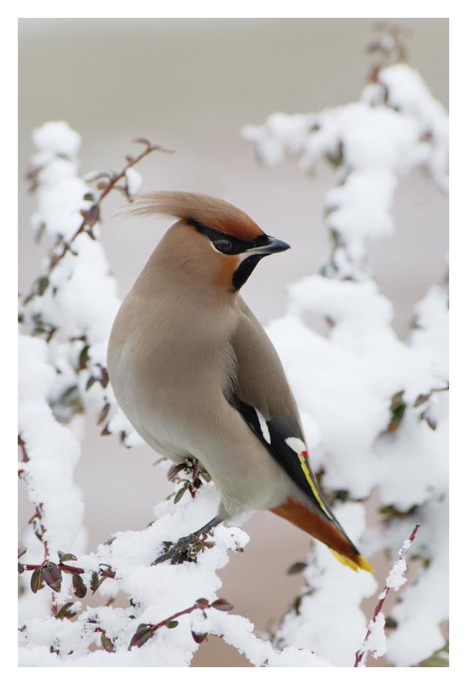 Bohemian Waxwing, Harderwijk, Netherlands-Paper Art-14"x20"