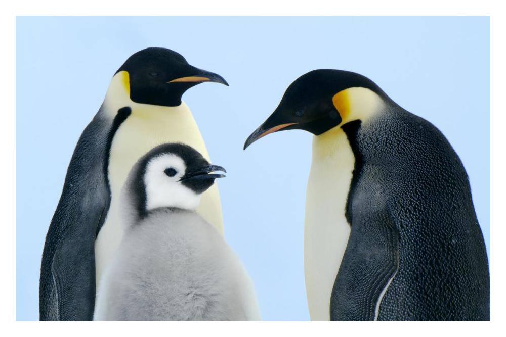 Emperor Penguin family, Weddell Sea, Antarctica-Paper Art-32"x22"