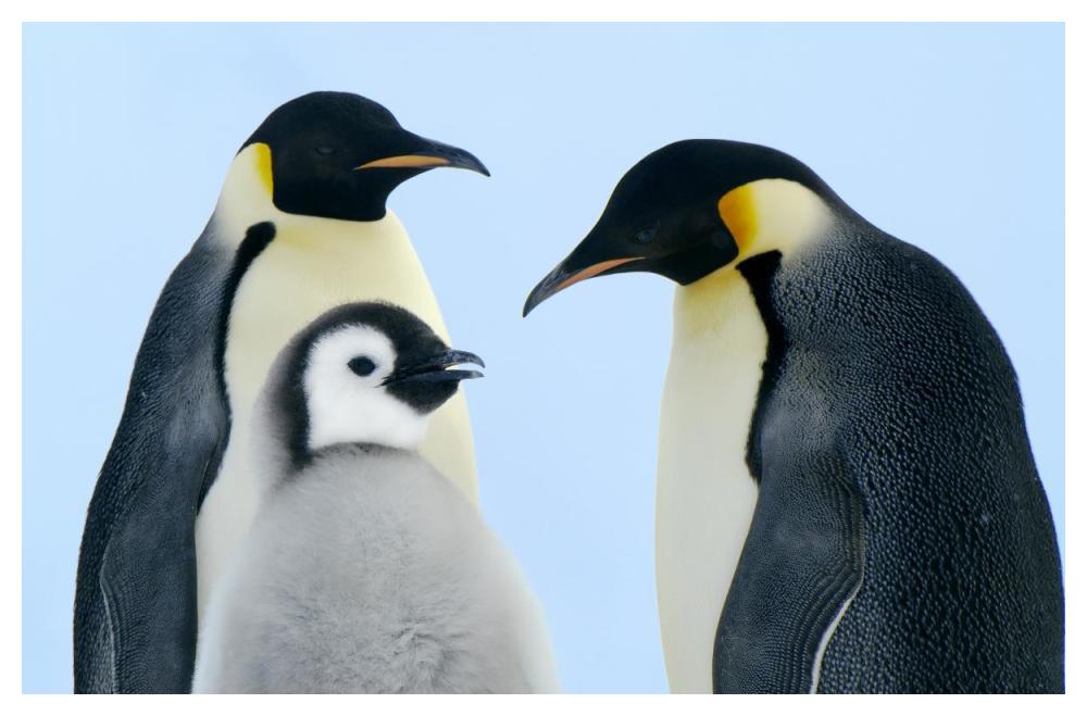 Emperor Penguin family, Weddell Sea, Antarctica-Paper Art-50"x34"