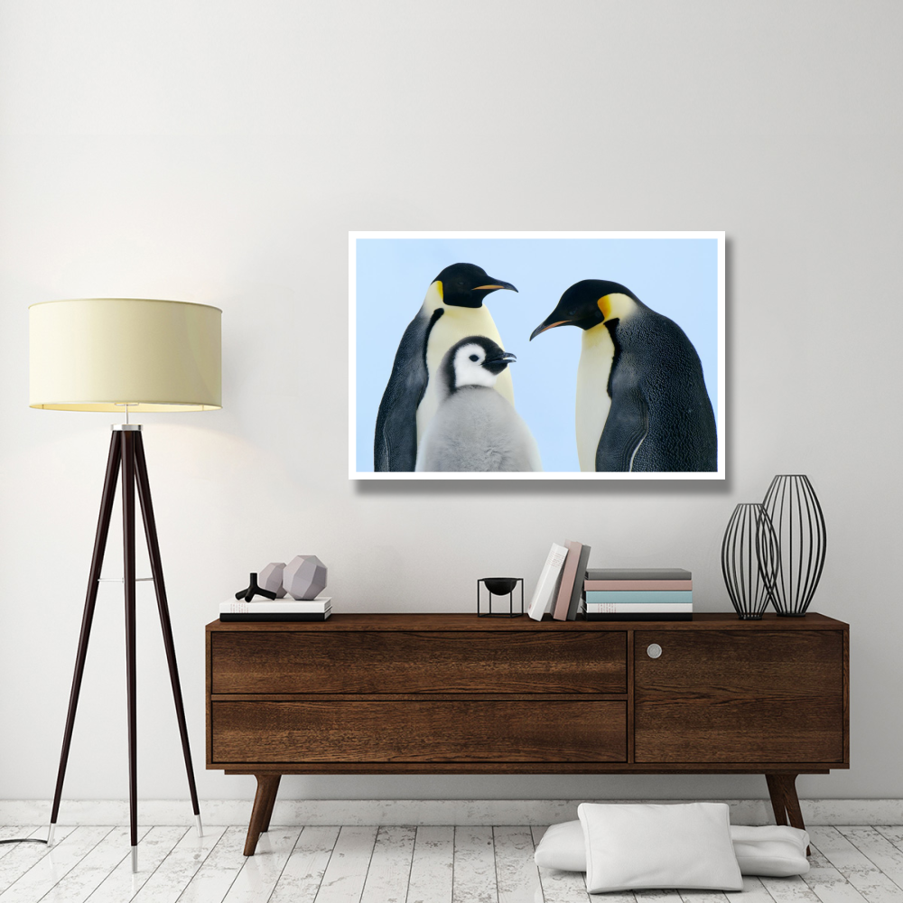 Emperor Penguin family, Weddell Sea, Antarctica-Paper Art-50&quotx34"