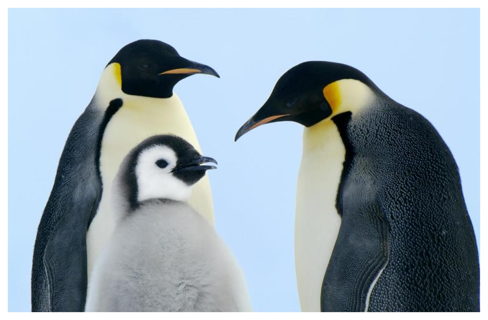 Emperor Penguin family, Weddell Sea, Antarctica-Paper Art-62"x42"