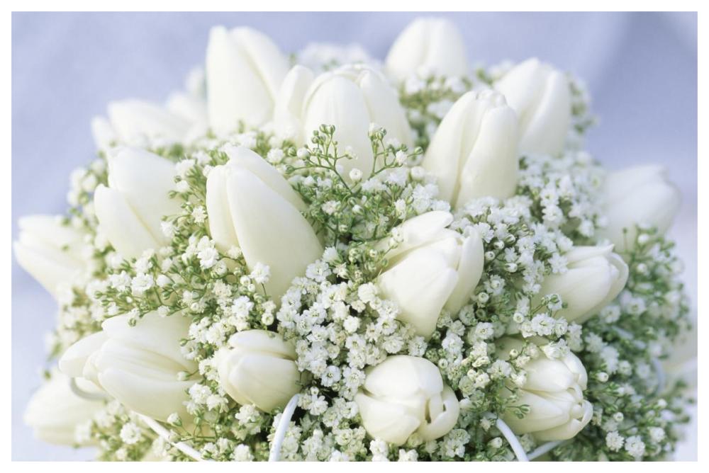 Bouquet of white tulips and Baby's Breath-Paper Art-62"x42"