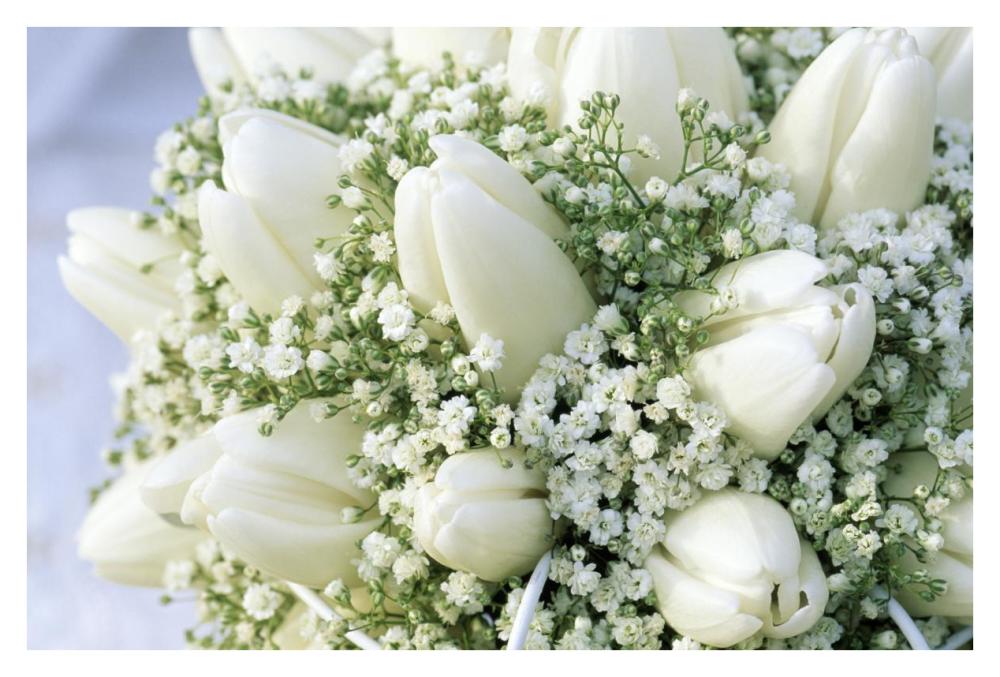 Bouquet of white tulips and Baby's Breath-Paper Art-38"x26"