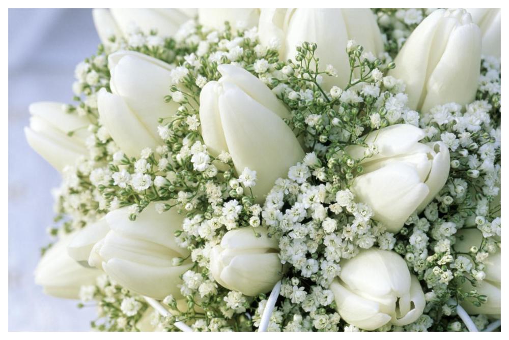 Bouquet of white tulips and Baby's Breath-Paper Art-62"x42"