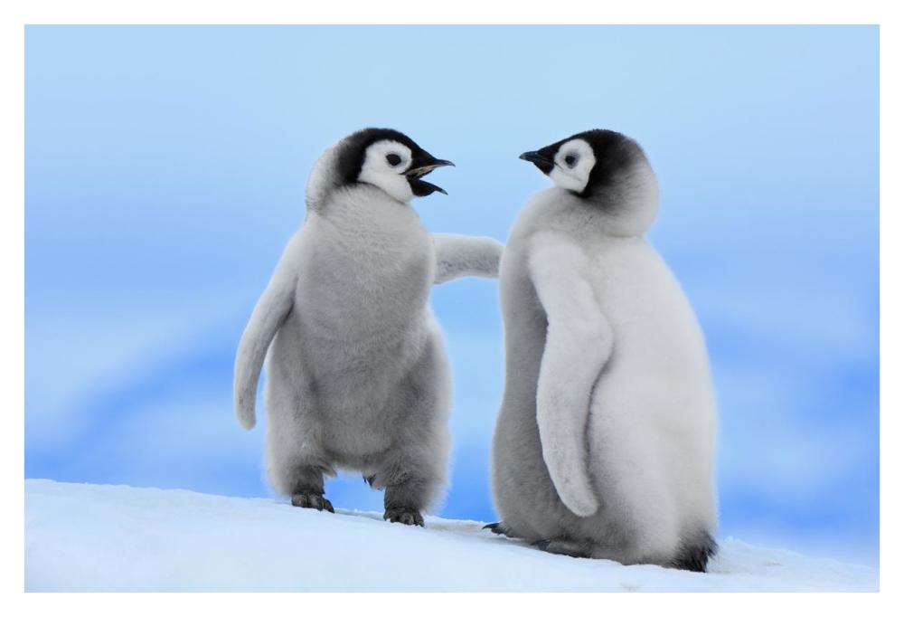 Emperor Penguin pair, Snow Hill Island, Antarctica-Paper Art-38"x26"