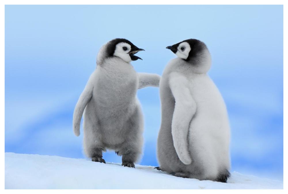 Emperor Penguin pair, Snow Hill Island, Antarctica-Paper Art-62"x42"