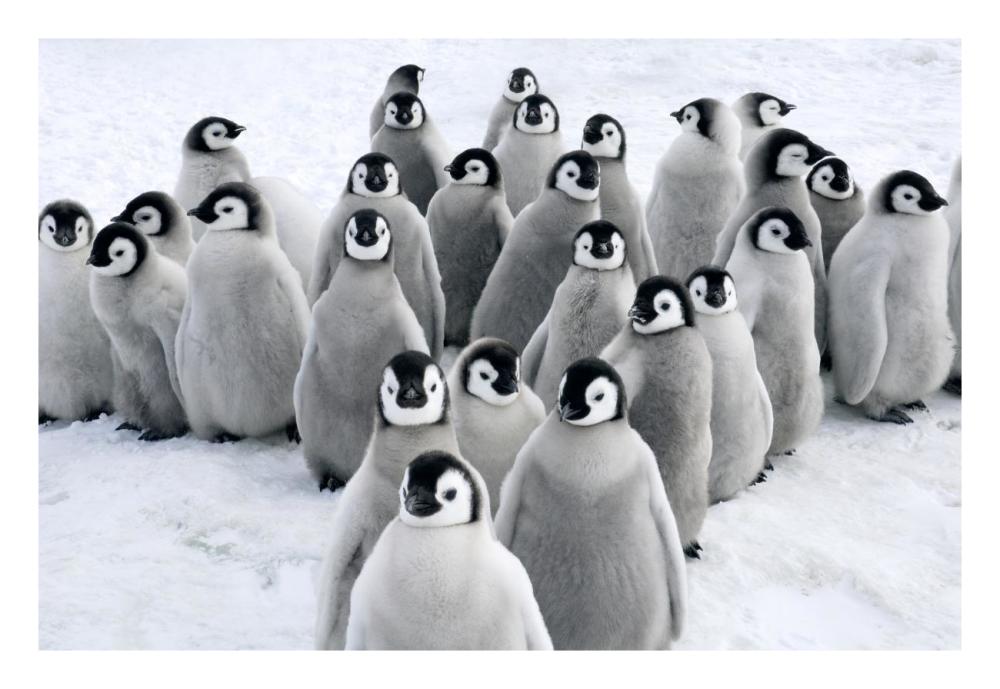 Emperor Penguin chicks, Snow Hill Island, Antarctica-Paper Art-26"x18"