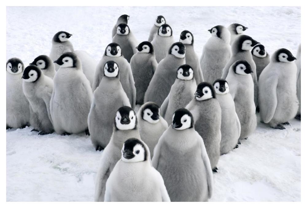Emperor Penguin chicks, Snow Hill Island, Antarctica-Paper Art-50"x34"