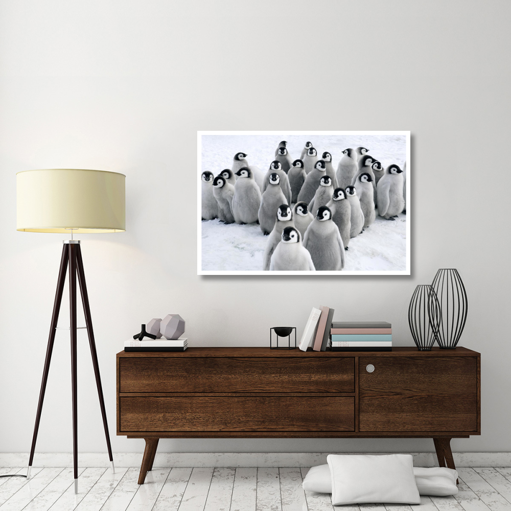 Emperor Penguin chicks, Snow Hill Island, Antarctica-Paper Art-50&quotx34"