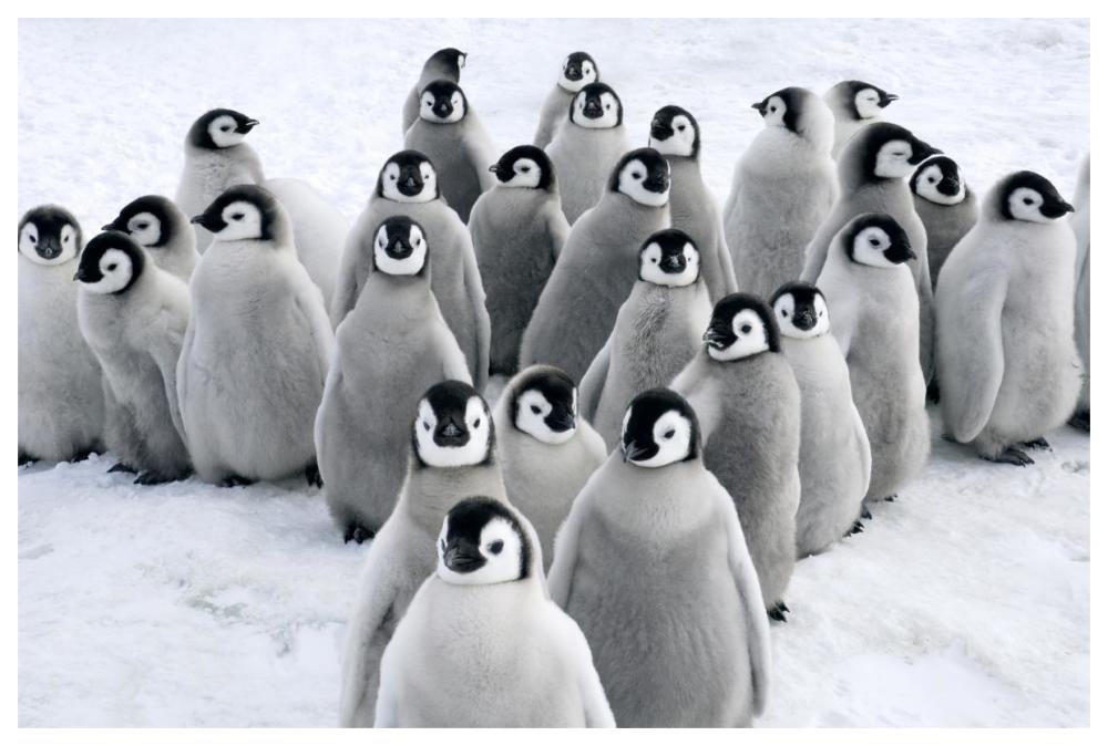 Emperor Penguin chicks, Snow Hill Island, Antarctica-Paper Art-62"x42"