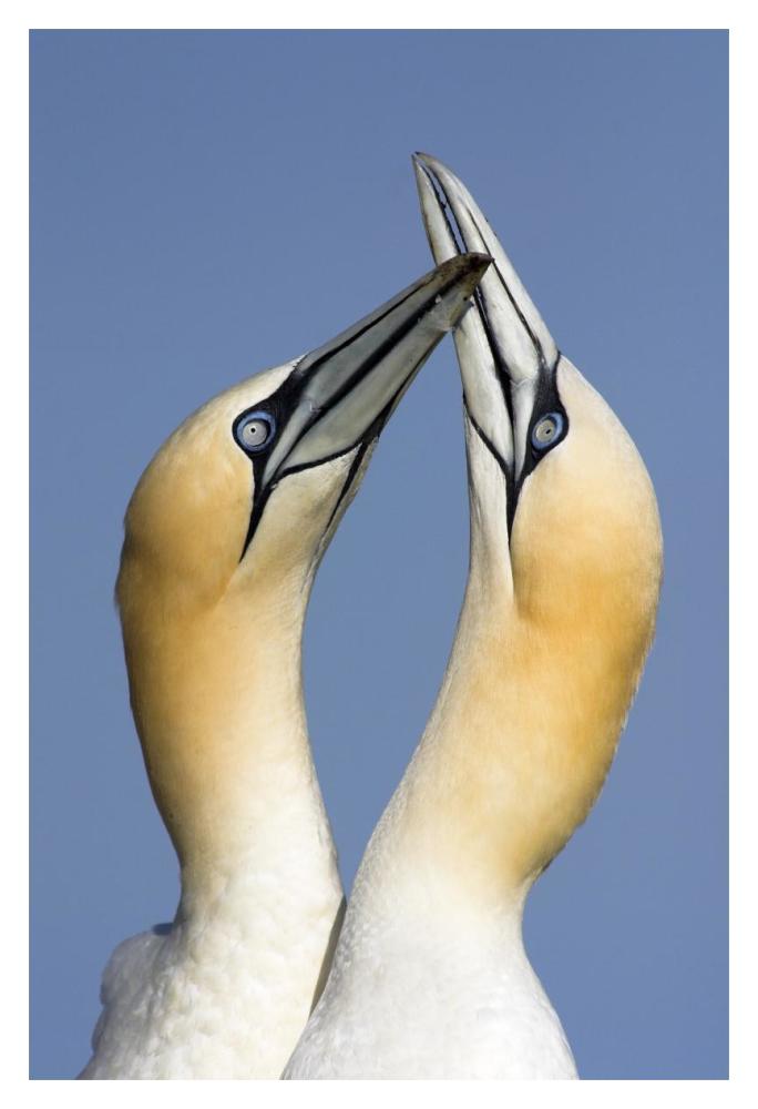 Northern Gannet pair courting, Saltee Island, Ireland-Paper Art-14"x20"