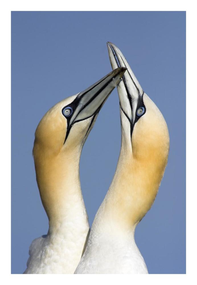 Northern Gannet pair courting, Saltee Island, Ireland-Paper Art-18"x26"