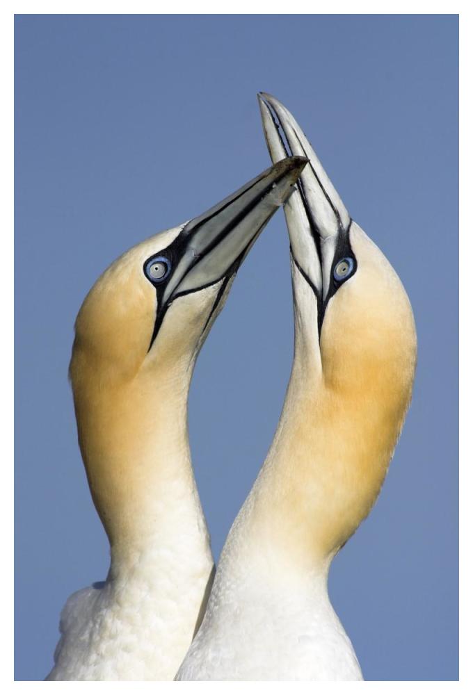 Northern Gannet pair courting, Saltee Island, Ireland-Paper Art-34"x50"