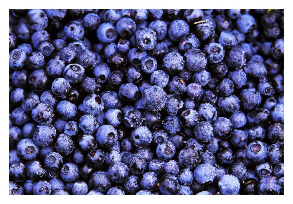 Bilberry close up of harvested berries, North America-Paper Art-32"x22"