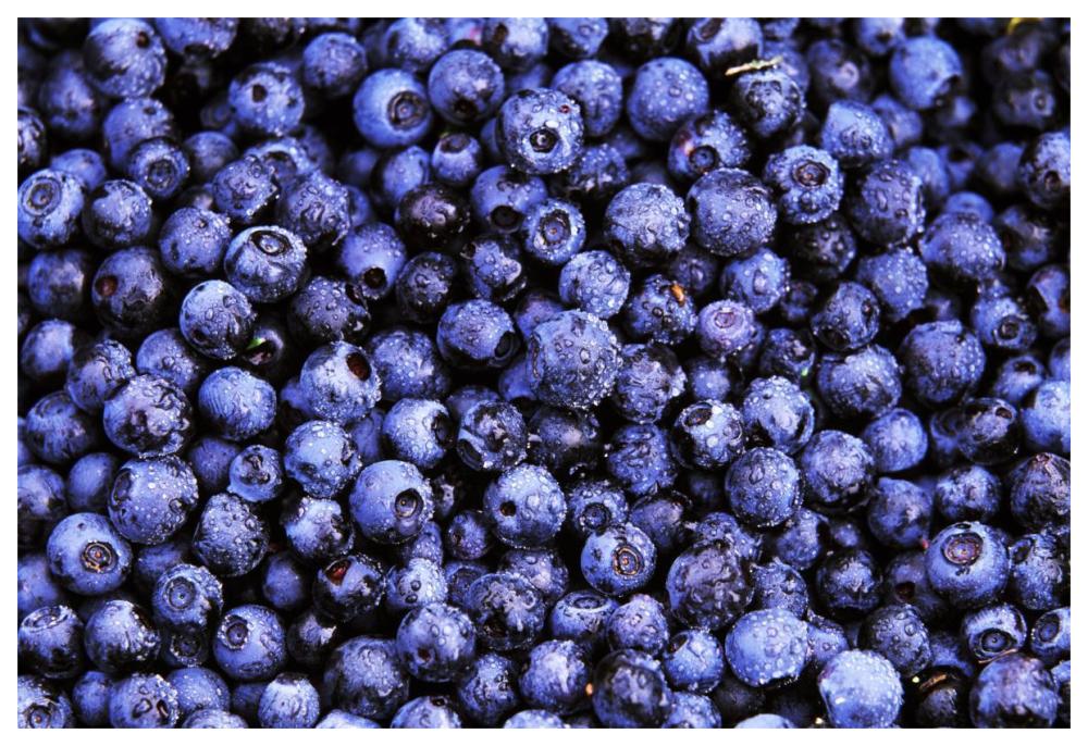 Bilberry close up of harvested berries, North America-Paper Art-62"x42"